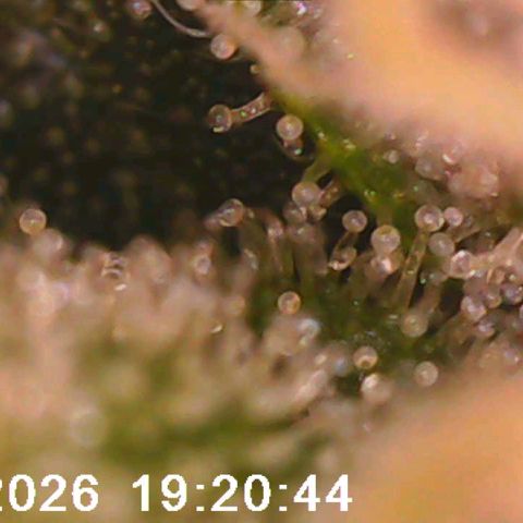 Bonnie growlog timeline photo