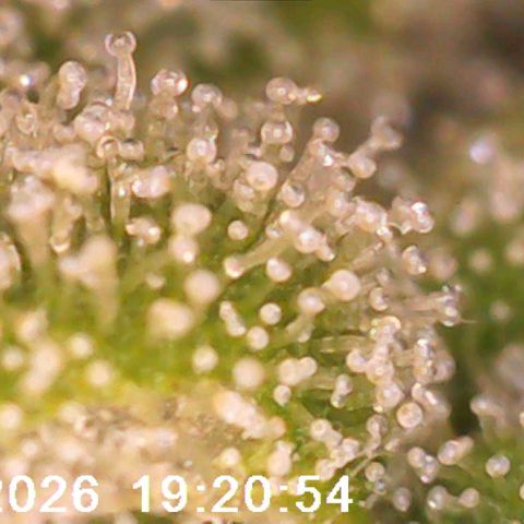 Bonnie growlog timeline photo