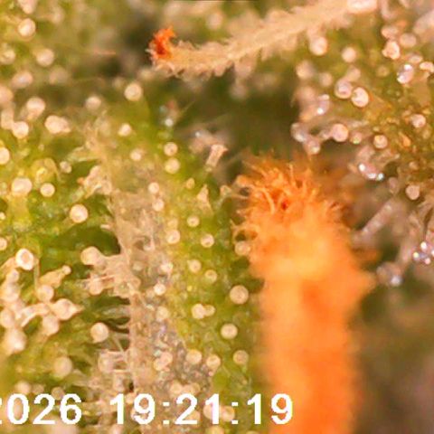 Bonnie growlog timeline photo