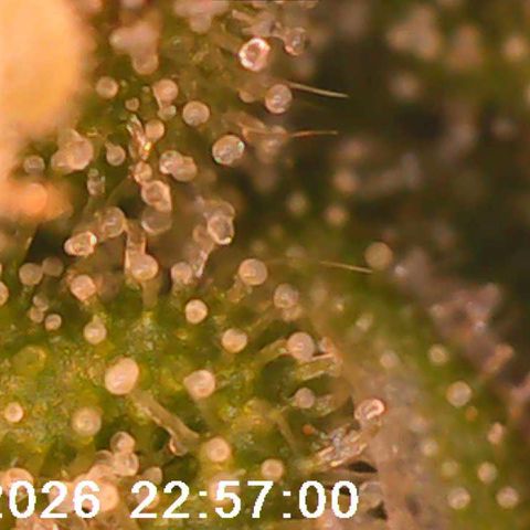 Bonnie growlog timeline photo