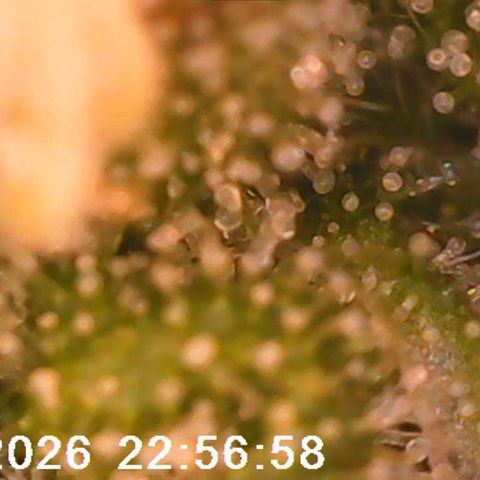 Bonnie growlog timeline photo