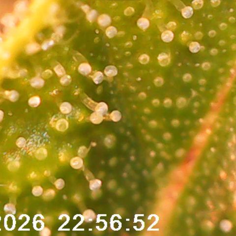 Bonnie growlog timeline photo