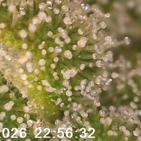 Bonnie growlog timeline photo