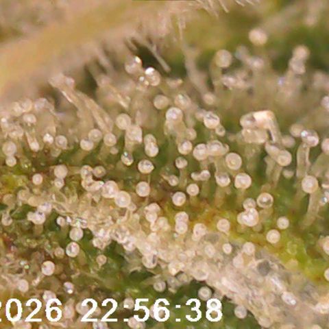 Bonnie growlog timeline photo