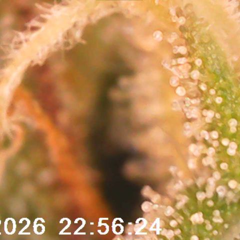 Bonnie growlog timeline photo