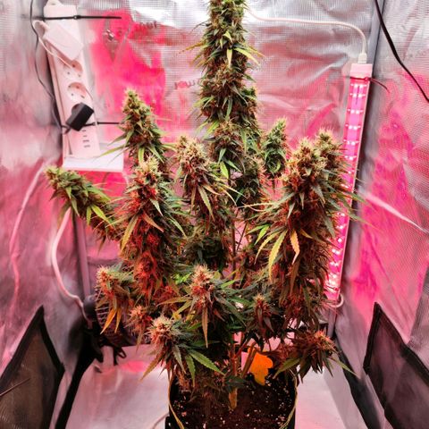 Bonnie growlog timeline photo