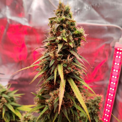 Bonnie growlog timeline photo