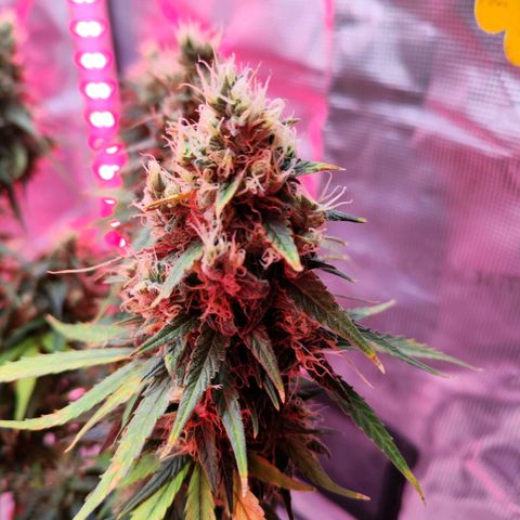 Bonnie growlog timeline photo