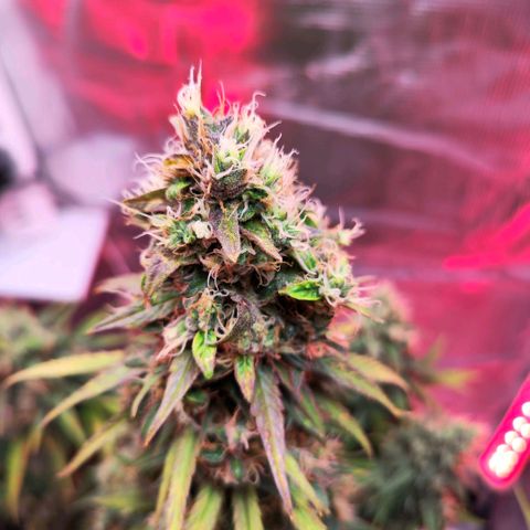 Bonnie growlog timeline photo