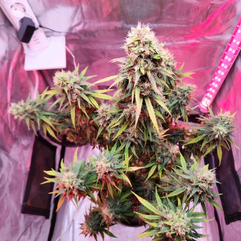 Bonnie growlog timeline photo