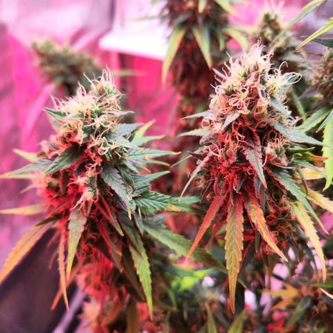 Bonnie growlog timeline photo