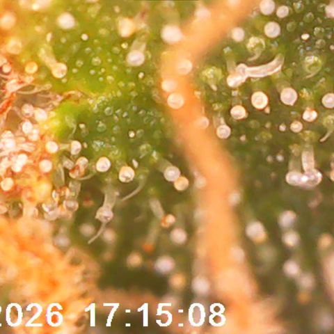 Bonnie growlog timeline photo