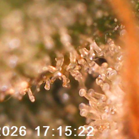Bonnie growlog timeline photo