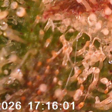 Bonnie growlog timeline photo