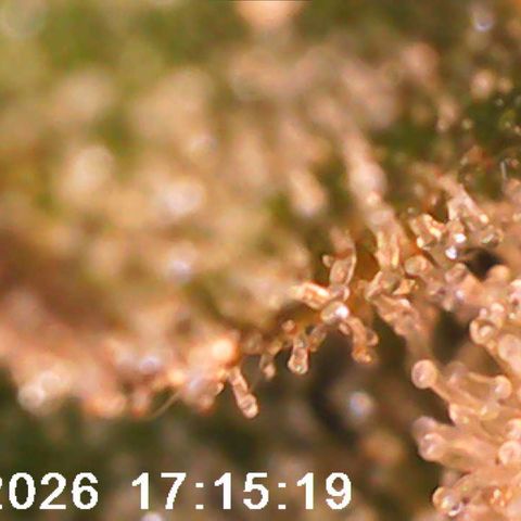 Bonnie growlog timeline photo