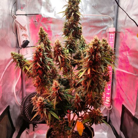 Bonnie growlog timeline photo