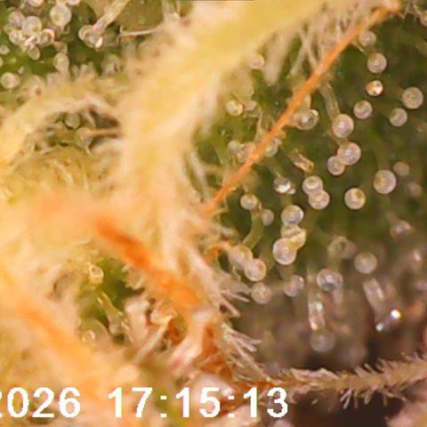 Bonnie growlog timeline photo