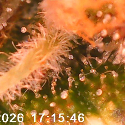 Bonnie growlog timeline photo