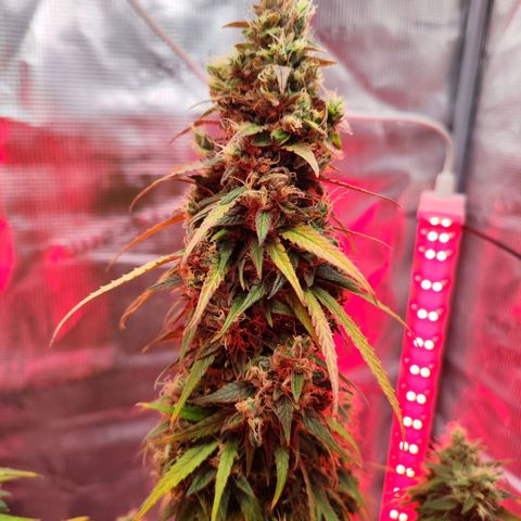 Bonnie growlog timeline photo