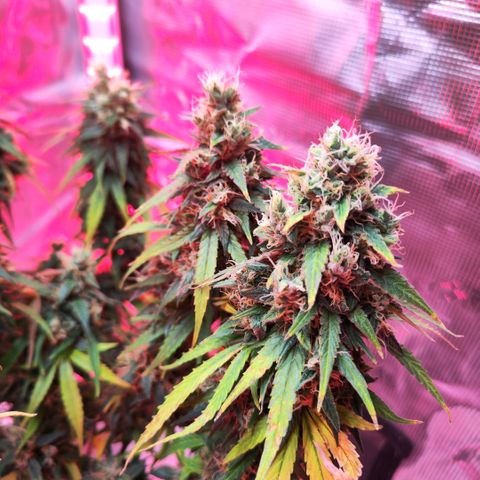 Bonnie growlog timeline photo