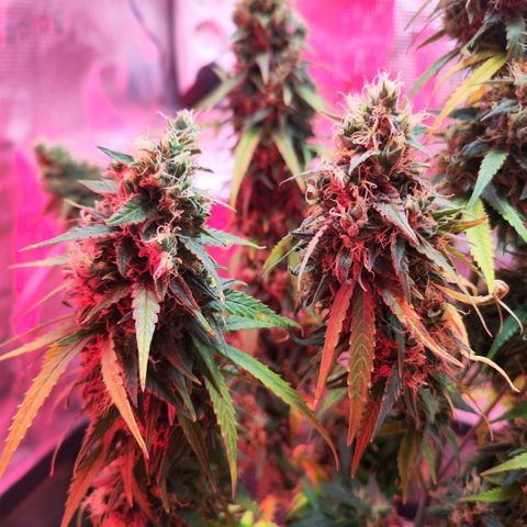 Bonnie growlog timeline photo