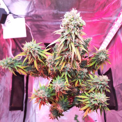 Bonnie growlog timeline photo