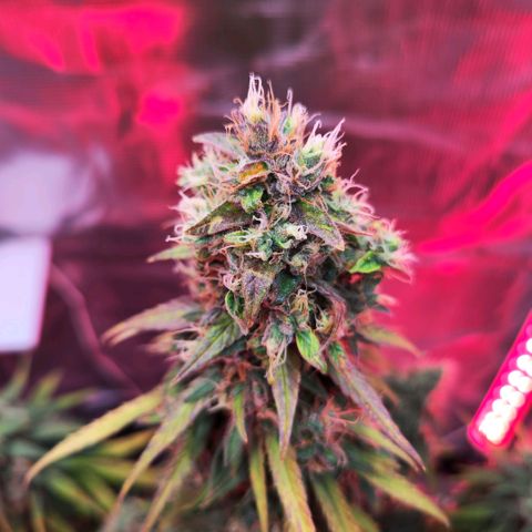 Bonnie growlog timeline photo