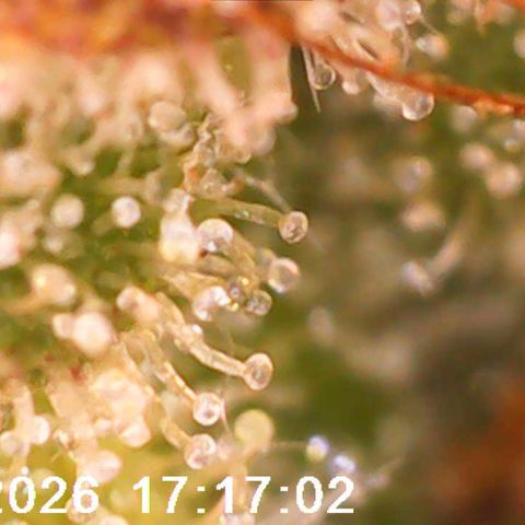 Bonnie growlog timeline photo