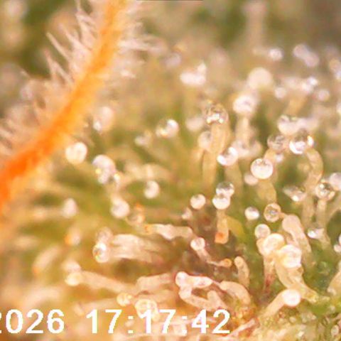Bonnie growlog timeline photo