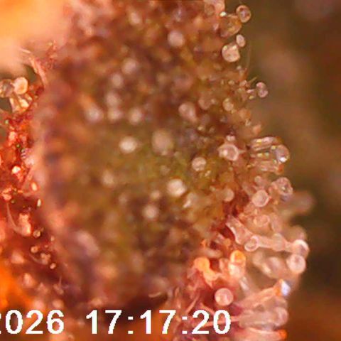 Bonnie growlog timeline photo