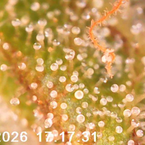 Bonnie growlog timeline photo