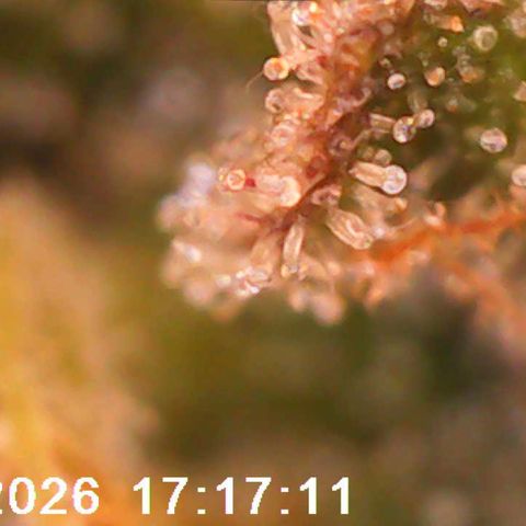 Bonnie growlog timeline photo
