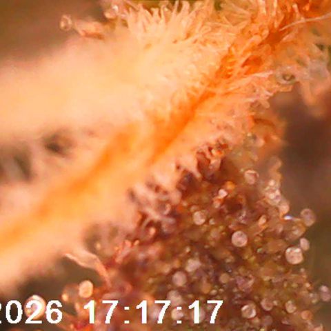 Bonnie growlog timeline photo