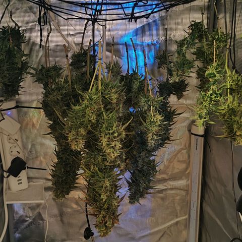 Bonnie growlog photo: Nach der Ernte 