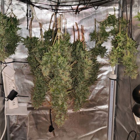 Bonnie growlog photo: Nach der Ernte 