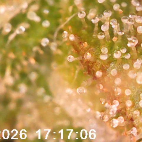 Bonnie growlog timeline photo