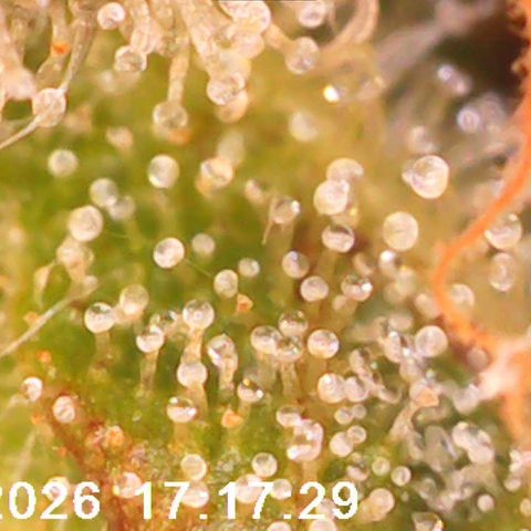 Bonnie growlog timeline photo