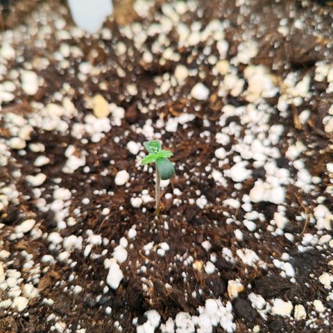 Penny growlog timeline photo