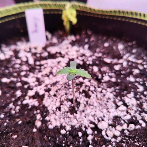 Penny growlog timeline photo
