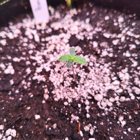 Penny growlog timeline photo
