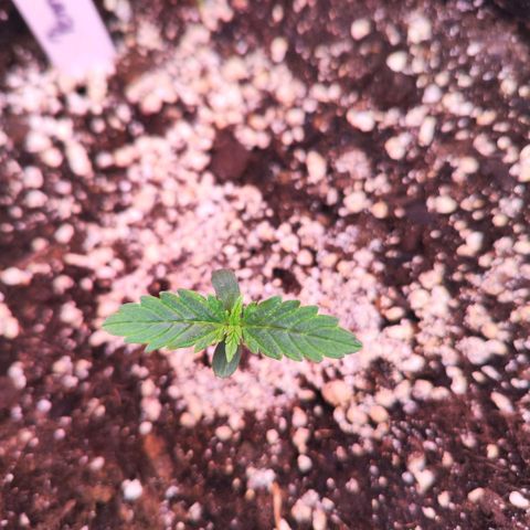 Penny growlog timeline photo