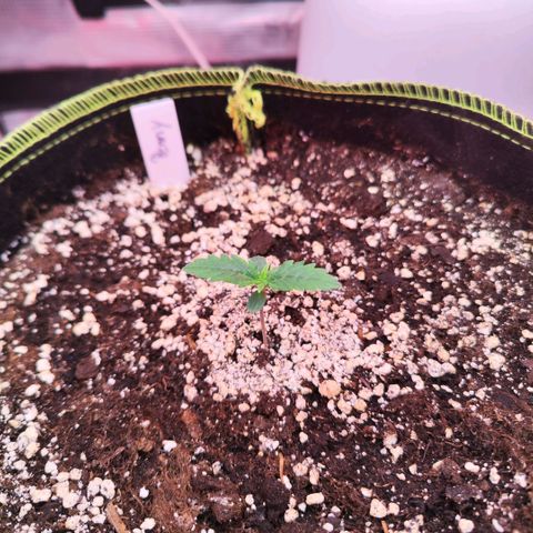 Penny growlog timeline photo