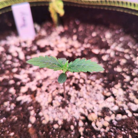 Penny growlog timeline photo