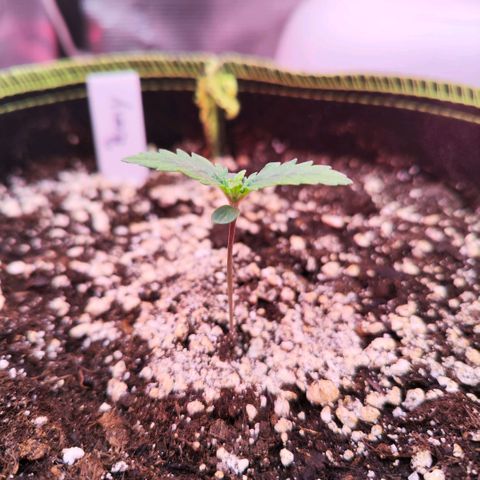 Penny growlog timeline photo