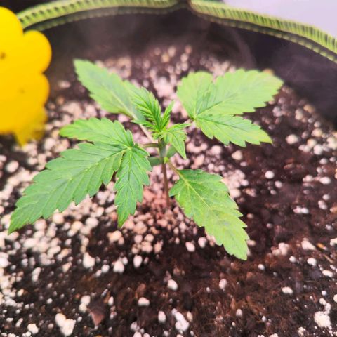 Penny growlog timeline photo