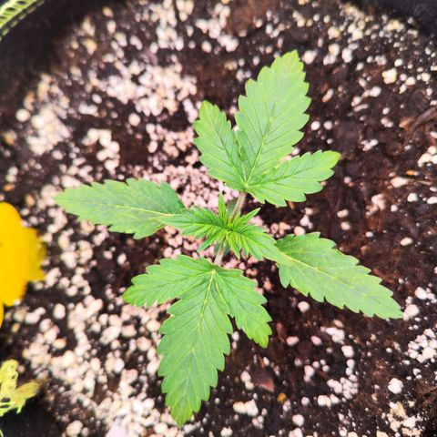 Penny growlog timeline photo
