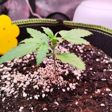 Penny growlog timeline photo