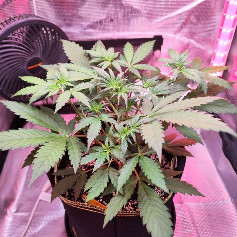 Penny growlog timeline photo
