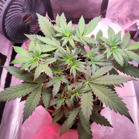 Penny growlog timeline photo