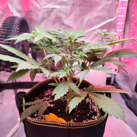 Penny growlog timeline photo